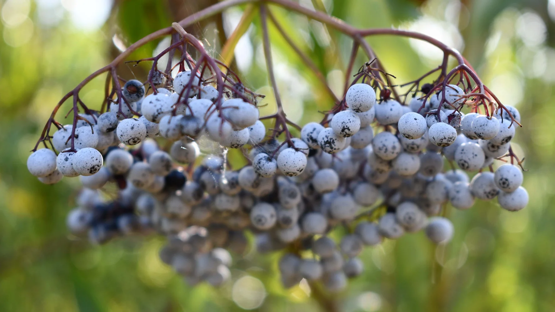 Nicolaus 2019-07-18 007 Elderberry Fruit