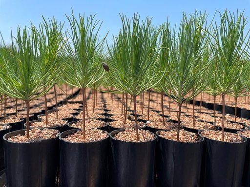 Nursery2 Mike Williams