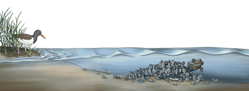 Illustration of Oyster Reef Restoration
