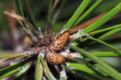 Pine Straw Chris Tarleton