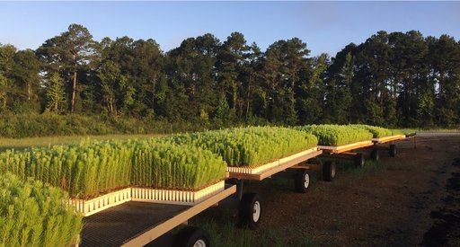 Pine seedlings on carts