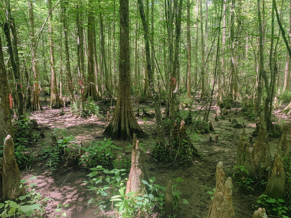 Alabama River Mitigation Bank project