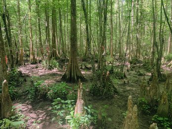 Alabama River Mitigation Bank project image
