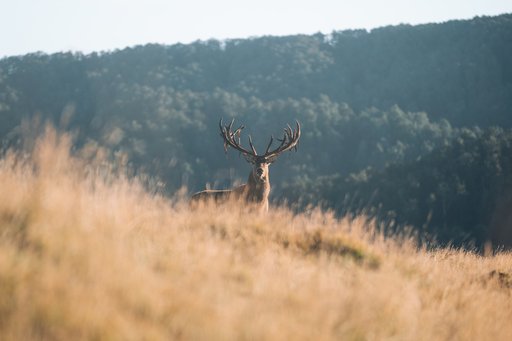 Poronui Hunting - Red Stag (1)