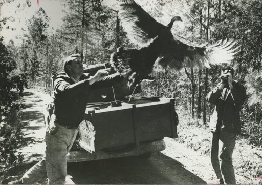 Restocking wild turkey 1951 (1)