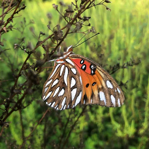 Schultz_gulf fritillary