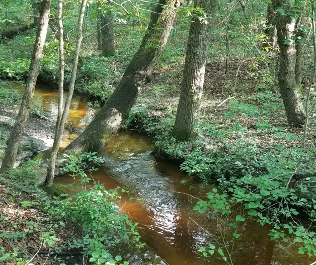 Toms Branch Mitigation Bank project