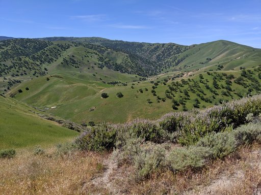 Shell N20 Mitigation Site landscape with lupine bushes in the foreground and rolling hills with oak trees in the background.