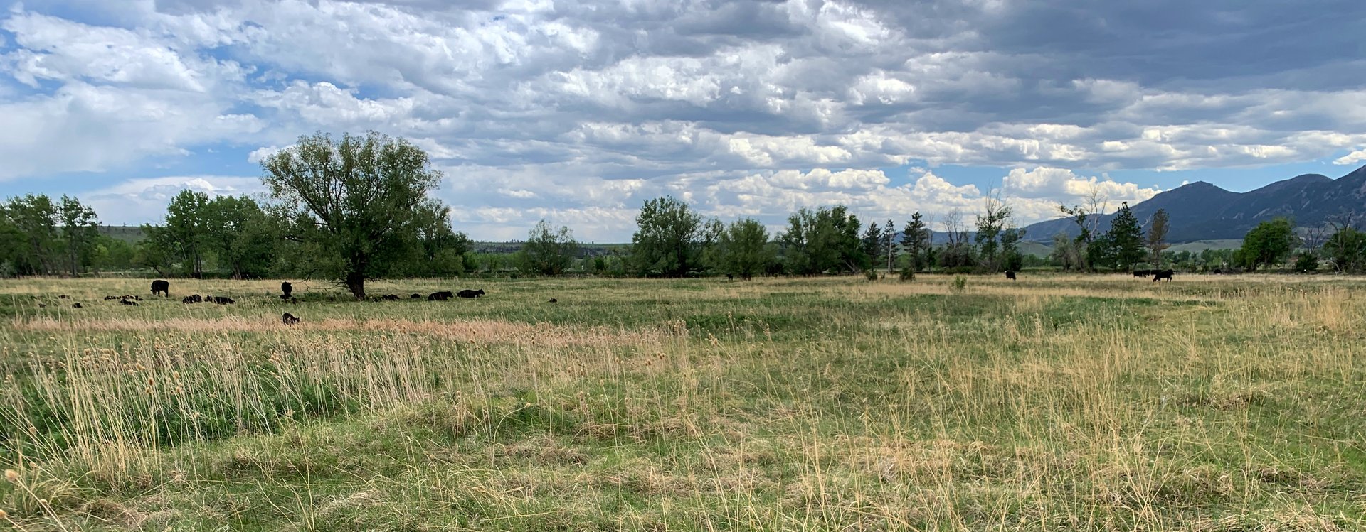 South Boulder Creek Regional Detention—Ecological Restoration Project project