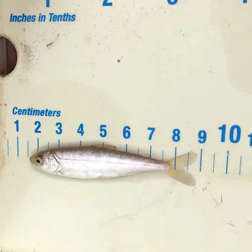 Spring Run Chinook2_Seine 1_cropped