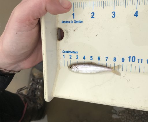 Salmon surveyed at Bullock Bend Mitigation Bank