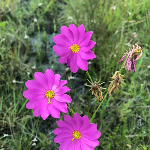 St. Marks. Flowers_2