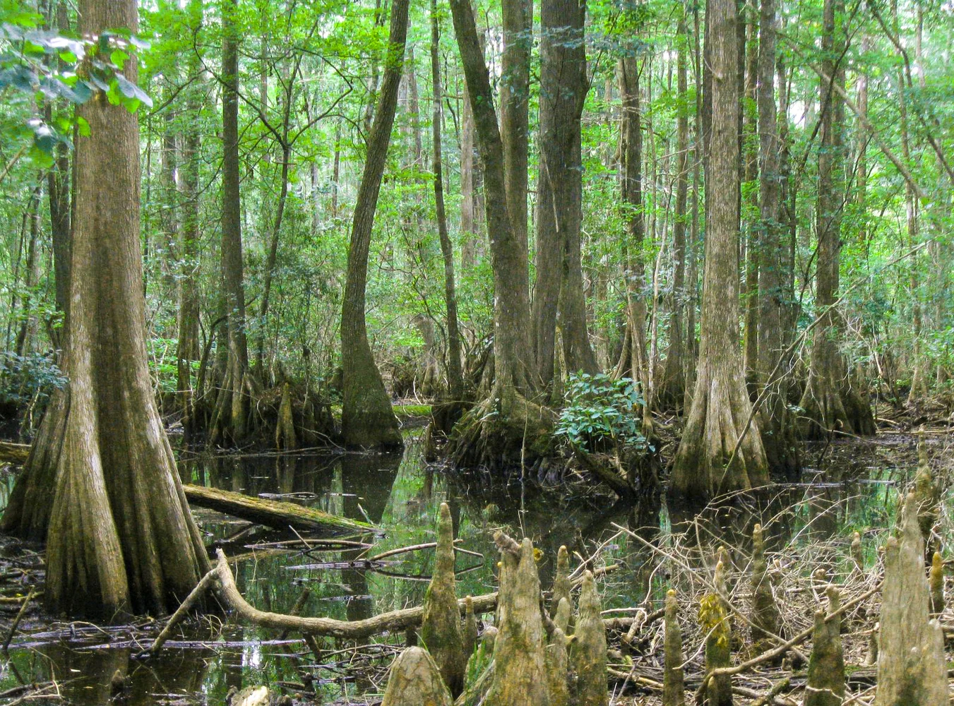 St. Marks Mitigation Bank 3_edited