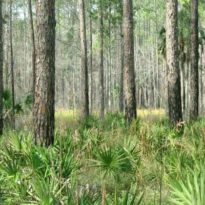 St Marks Mitigation Bank 2