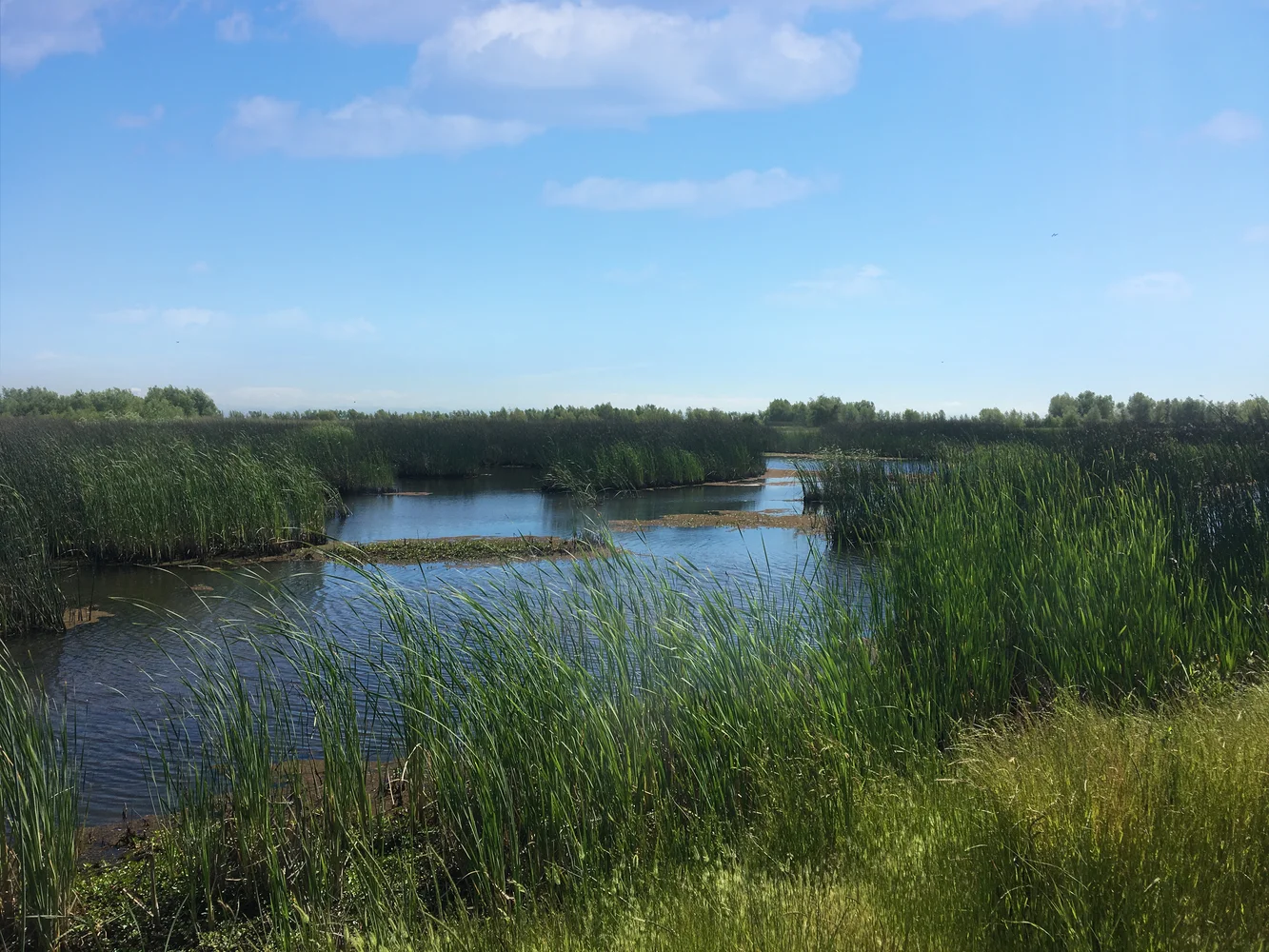 Sutter Basin 2018-5-9 03_edited