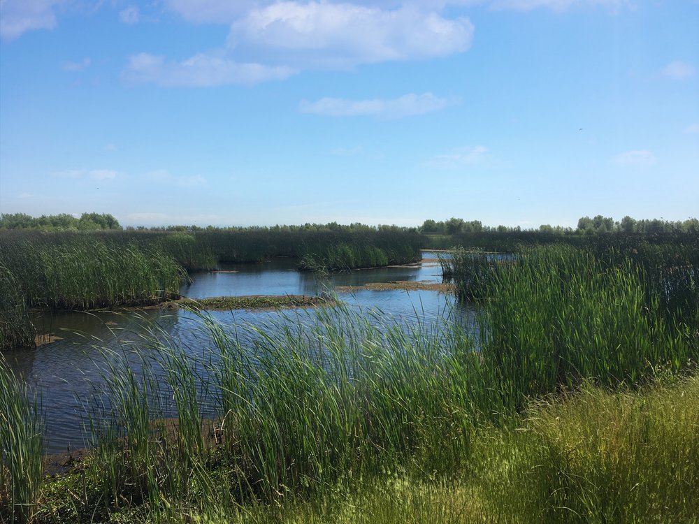 Sutter Basin Conservation Bank project