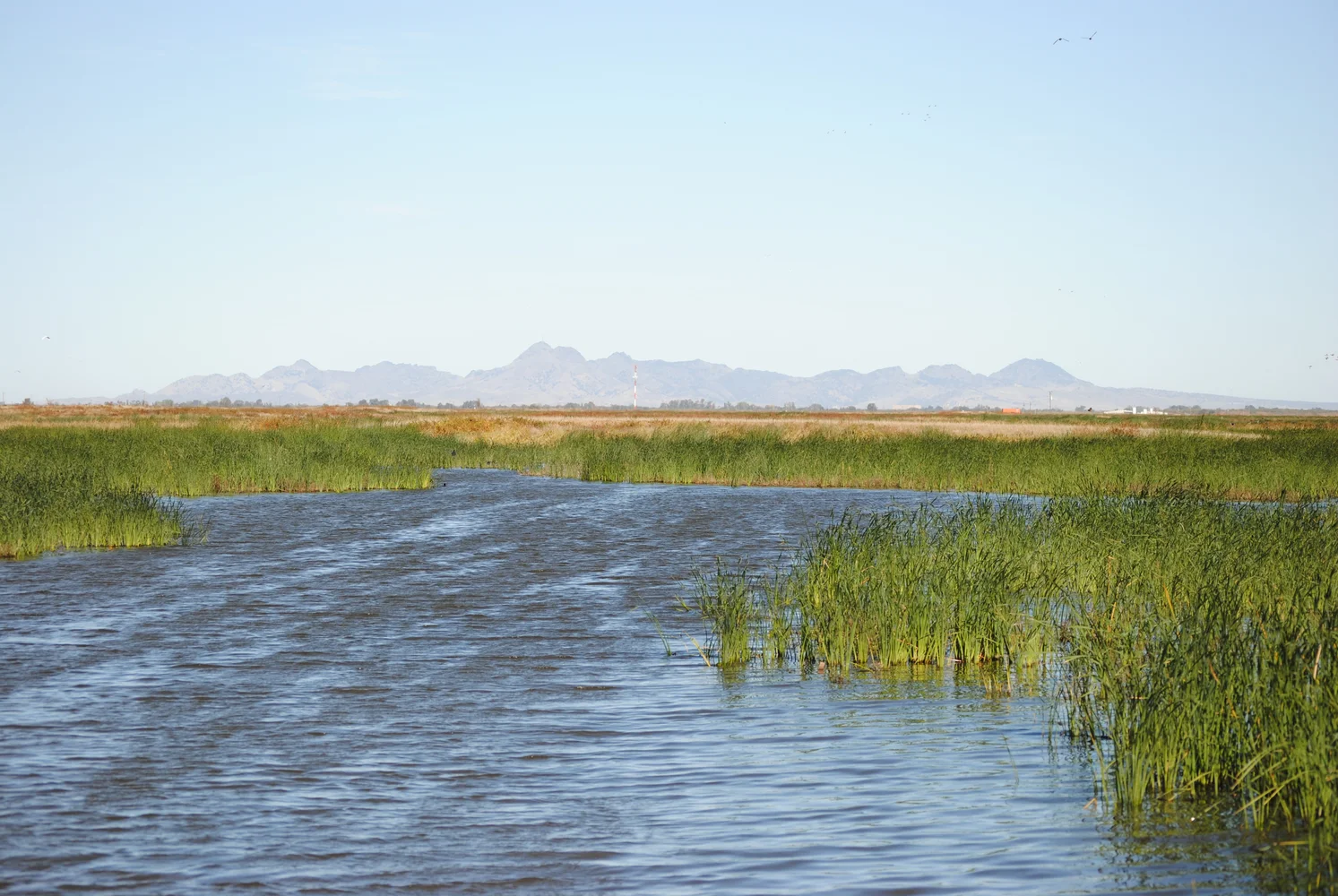 Sutter Basin 27 oct 09 003