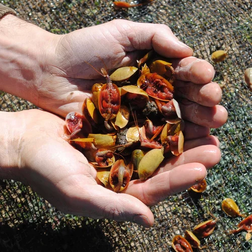 Tadpole shrimp Burke