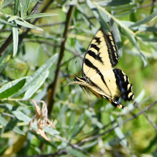 Tiger swallowtail butterfly
