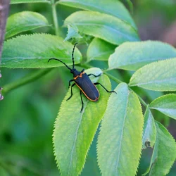 Valley_elderberry_longhorn_beetle_desmocerus_californicus_dimorphus