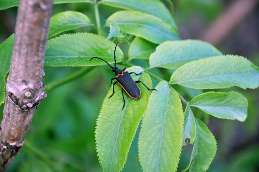 Valley elderberry longhorn beetle public domain image