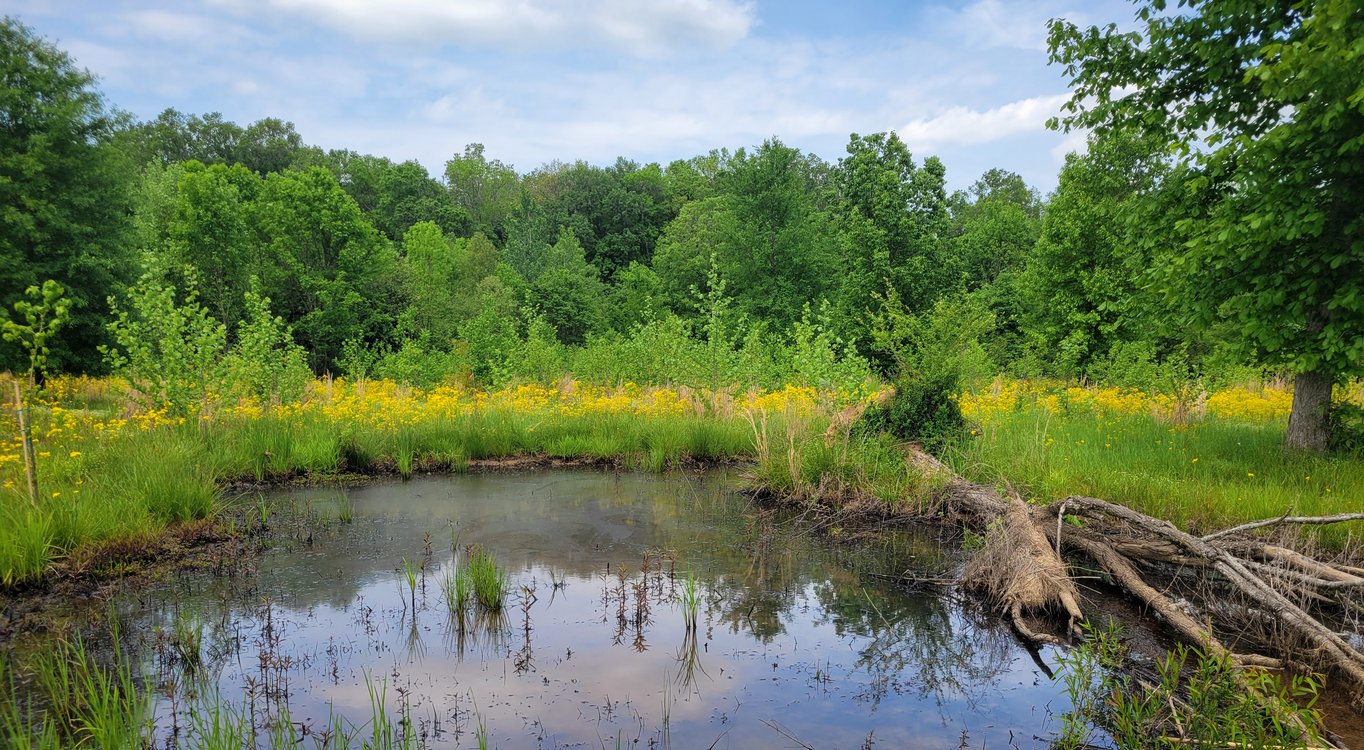 Washington Branch Mitigation Bank project