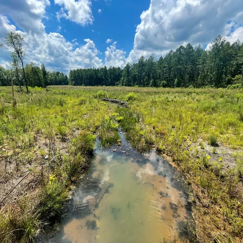 Westervelt_Stream_2021_3