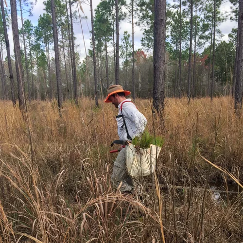 Westervelt_tree_planting_2018_2