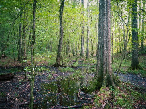Swamp and trees at Yellowleaf Mitigation Bank