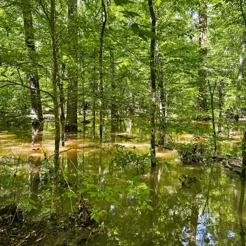 Yellowleaf_bottlomland hardwood