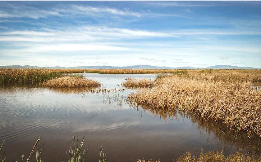 Tule Red Tidal Restoration Project project