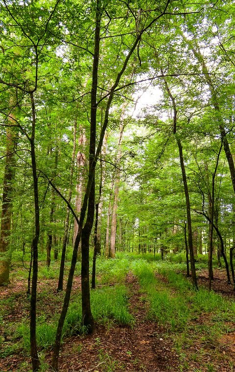 card-small-land-use-and-minerals