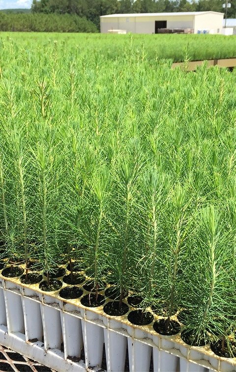 card-small-pine-seedling-nursery-and-seedling-sales