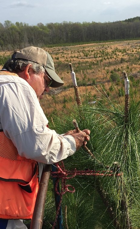 card-small-sustainable-forest-management