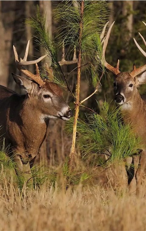 card-small-wildlife-services-and-recreation