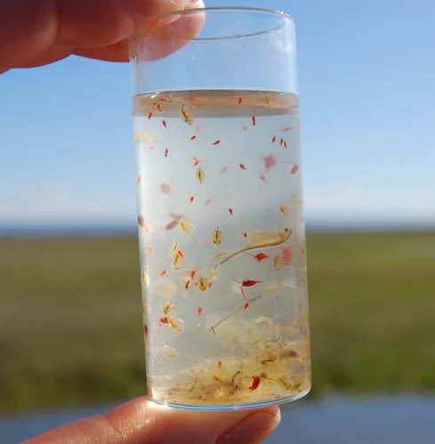 conservatio fairy shrimp_
