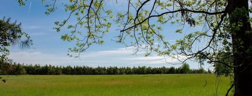 cross-pine-featured-image