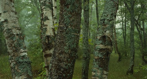 hero-forest-resources