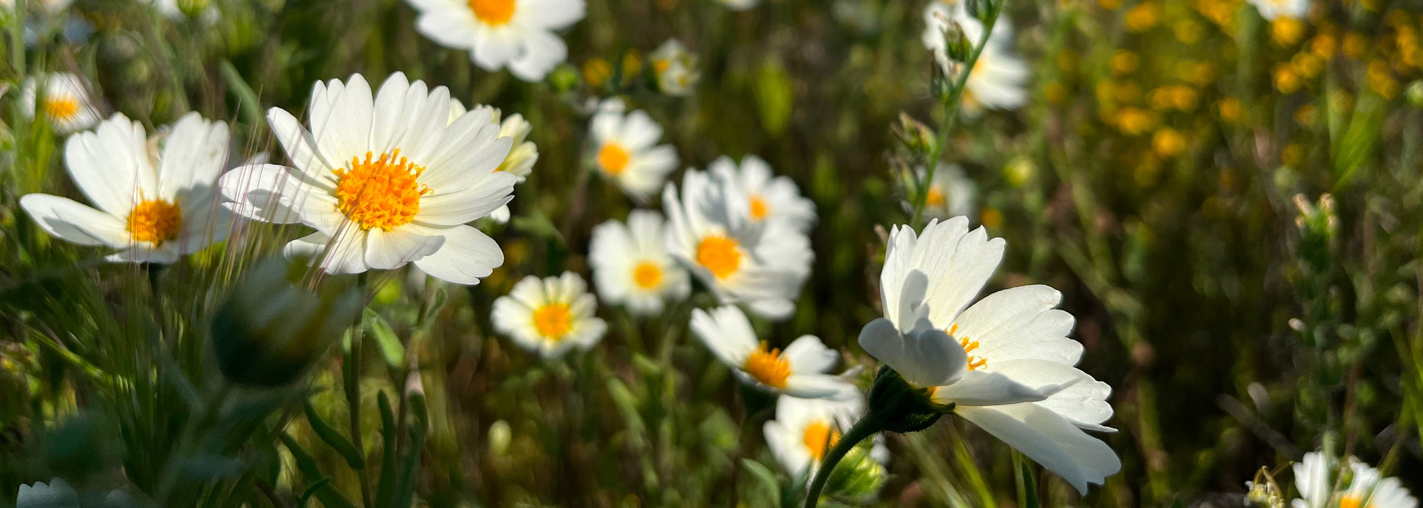 hero-mitigation-and-conservation-credits