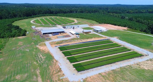 hero-pine-seedling-nursery-and-seedling-sales