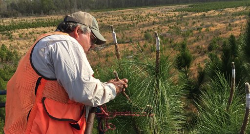 hero-sustainable-forest-management