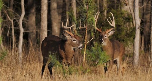 hero-wildlife-hunting-leases