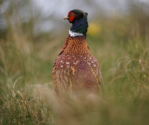 pheasant