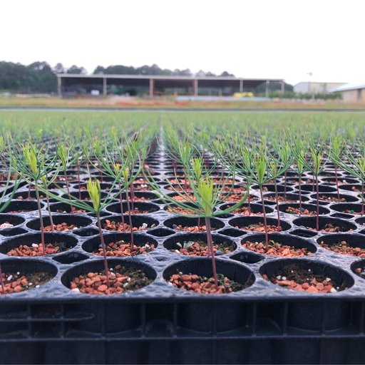pine-nursery-and-pine-seedlings
