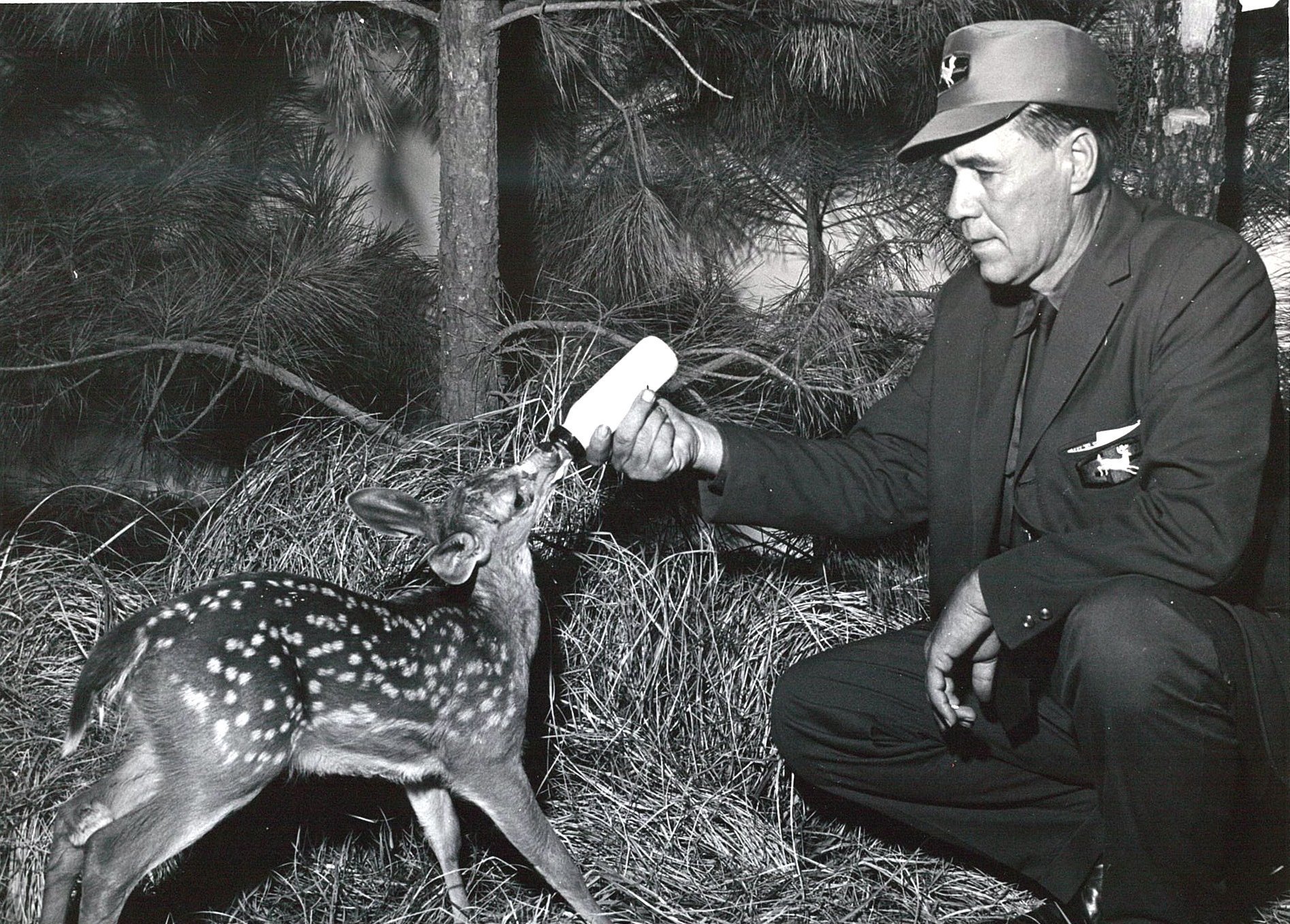 In the early 1950s, Westervelt started managing its land for quality wildlife and hunting, including our own Westervelt Preserve along the Tombigbee river in western Alabama.