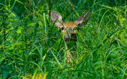 resource-Westervelt-Wildlife-Management-Program