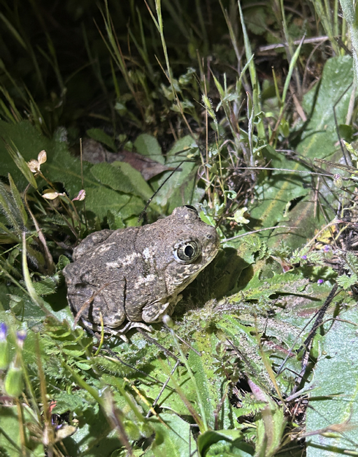 spadefoot (1)