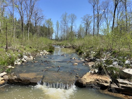Stream at Westervelt Mitigation Bank