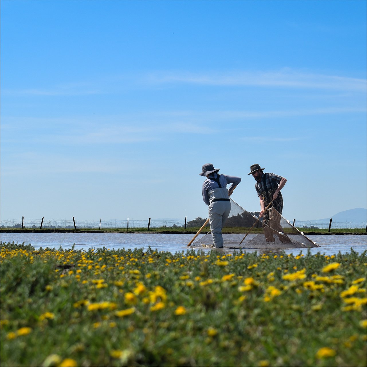 Westervelt Ecological Services