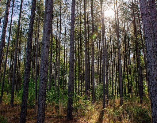 westervelt-familiy-serving-our-communities-1